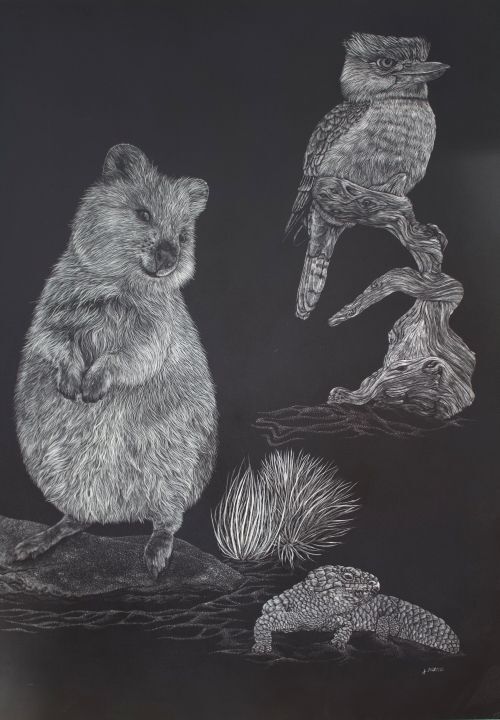 Kookaburra - Quokka Wallaby - Tiliqua Rugosav (shingleback)