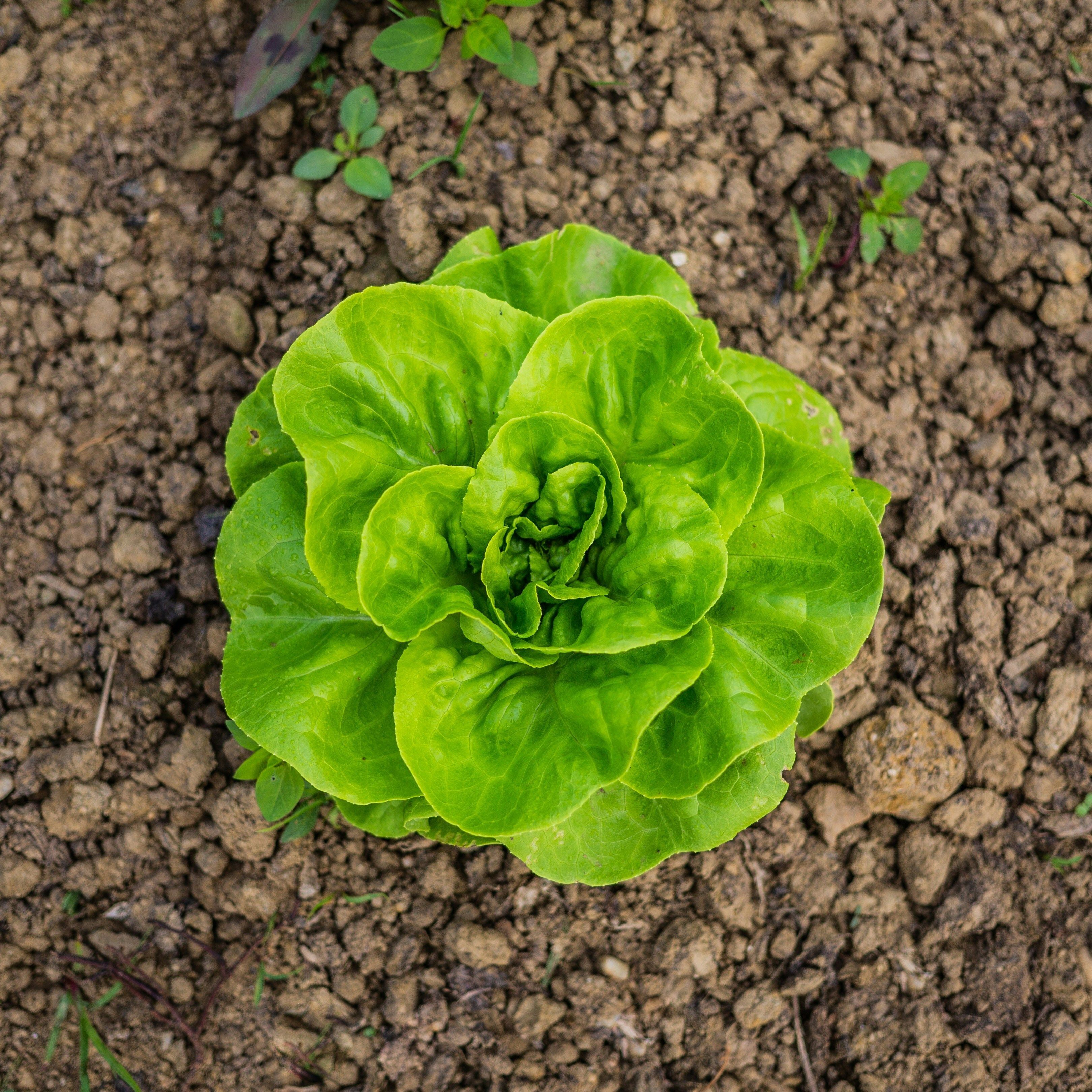 Lettuce growing 