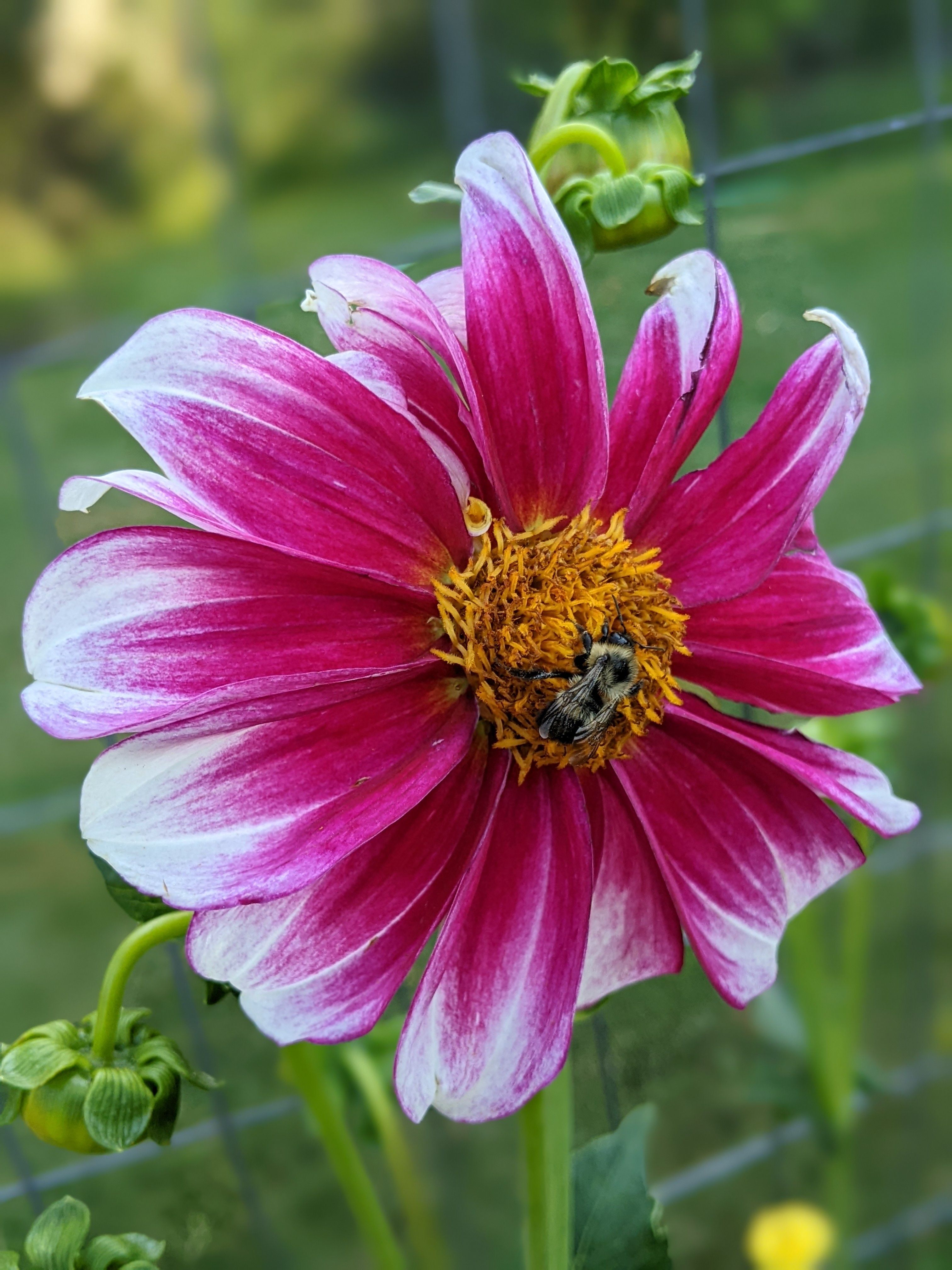 Bee on Dahlia