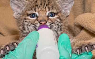 Bobcat bottle feeding Southwest Wildlife