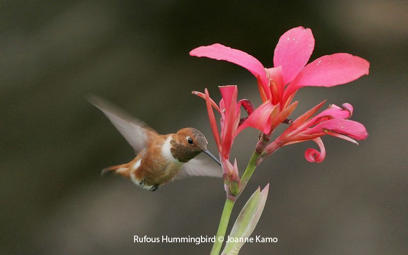 Rufous Hummingbird