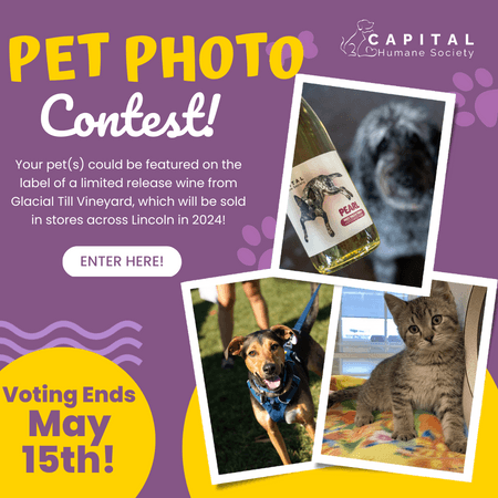 Pet Photo Contest 2023