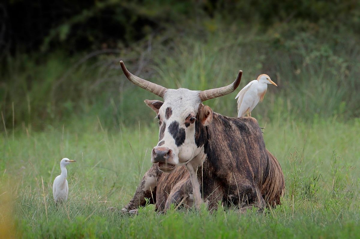 Cattle Egrets