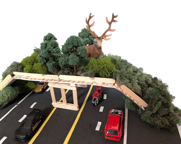 North Carolina Wildlife Crossing Curriculum