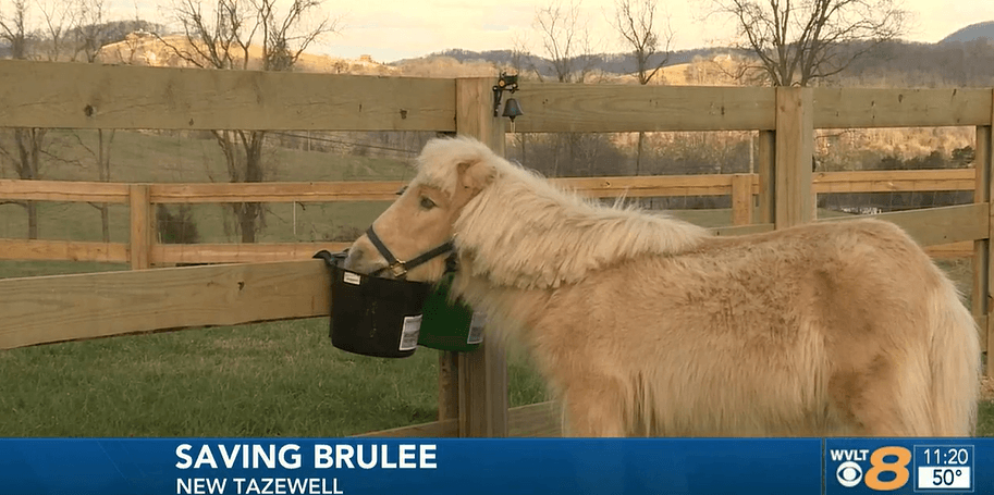 Blind Mini Horse Finds Forever Home