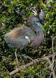 Tricolored Heron (breeding plumage)