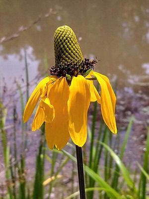 Texas Coneflower