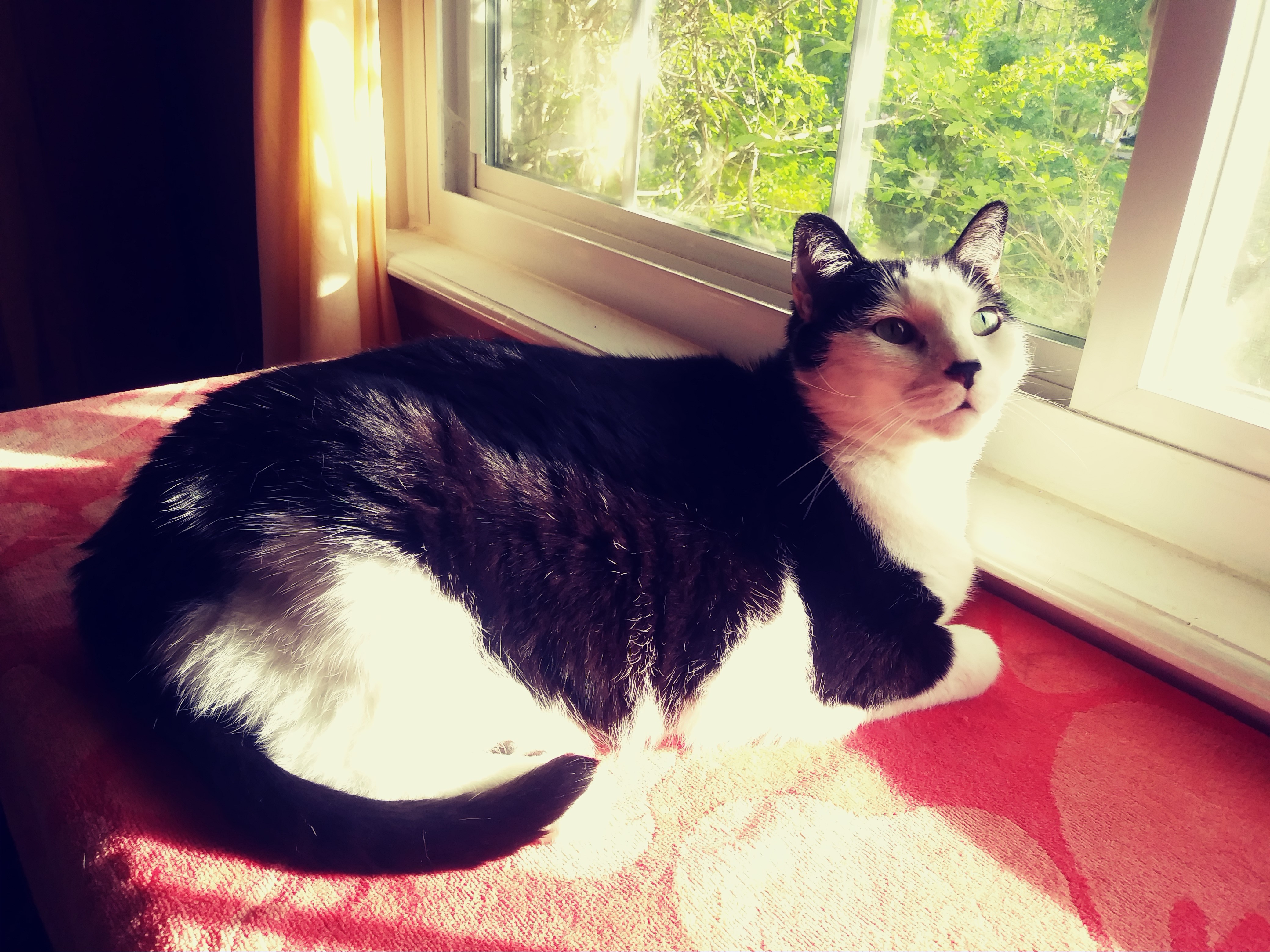 Scott the Cat!!