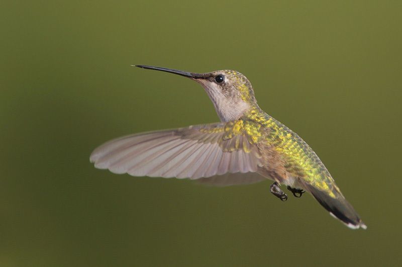 Ruby-throated Hummingbird