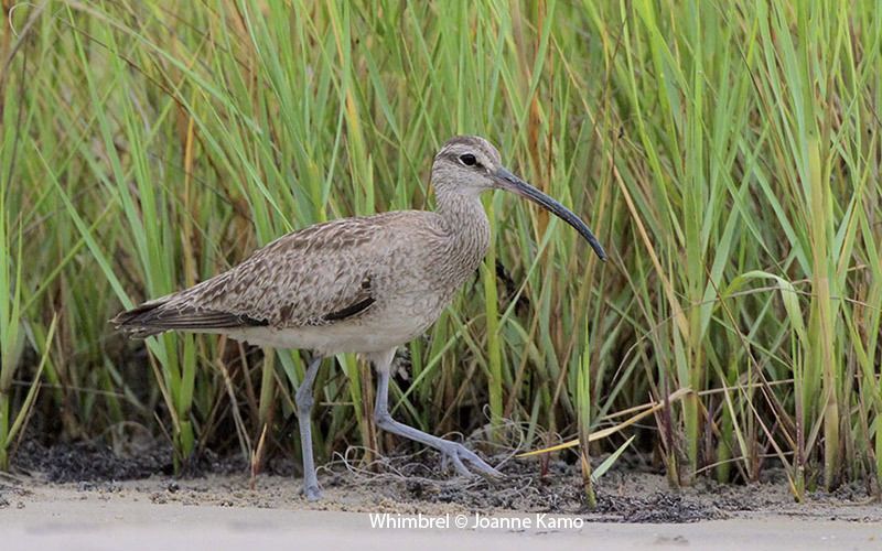 Whimbrel