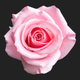 pink rose