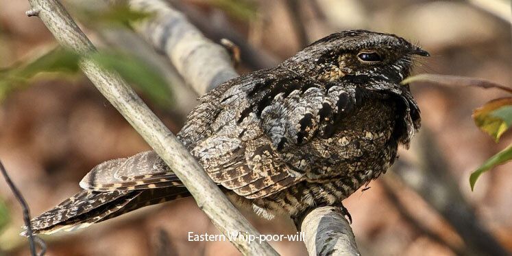 Eastern Whip-poor-will