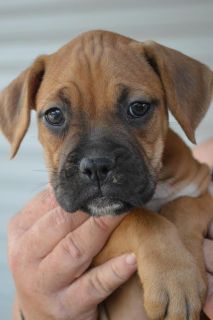 Talulah - ADOPTED