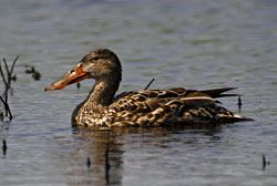 Northern Shoveler (female)