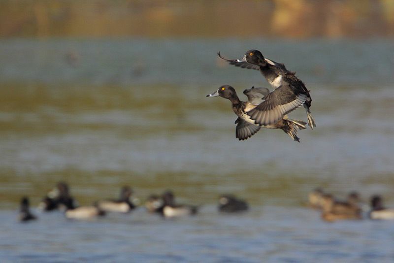 Ring-necked Ducks