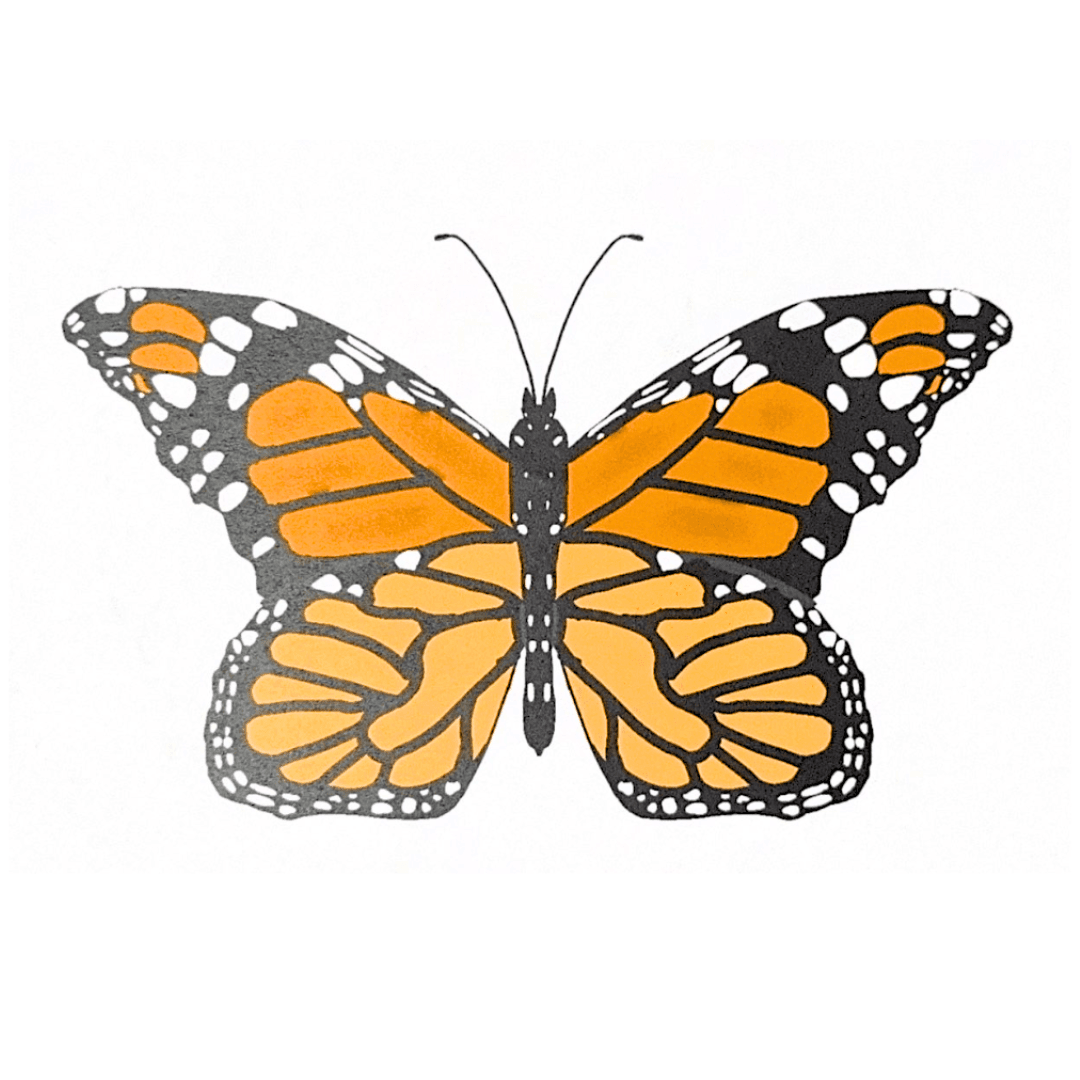 drawing of a butterfly