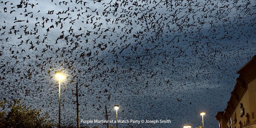 Purple Martins at a watch party