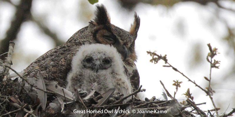 Great Horned Owl