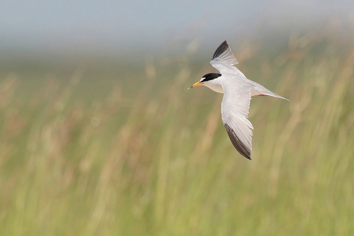 Least Tern