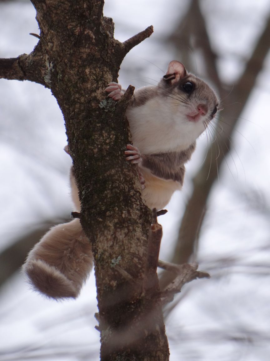 Southern Flying Squirrel