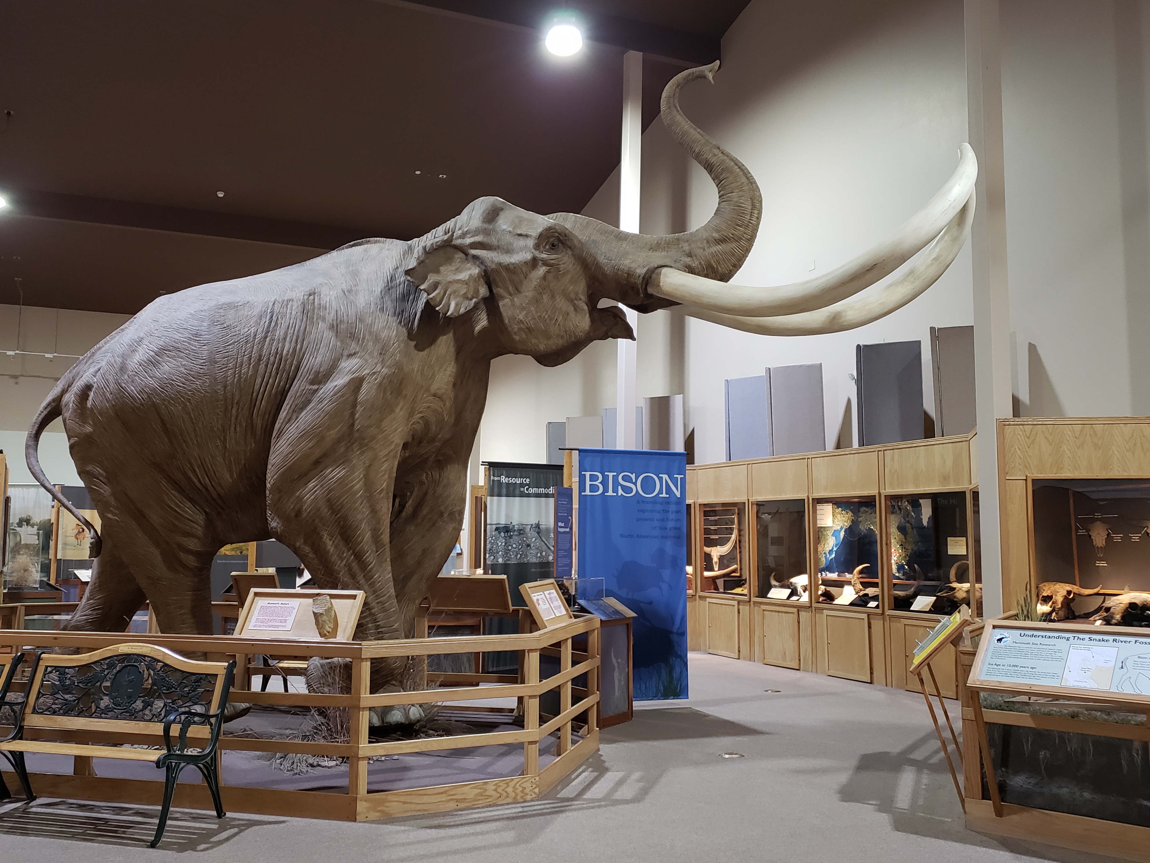 The Mammoth Site Welcomes a New Temporary Exhibit