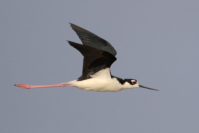 Black-necked Stilt