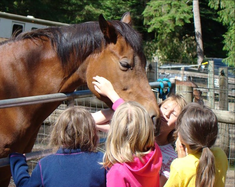 Horses, Dogs, Cats, Chickens, Goats Healing Together In Sanctuary.