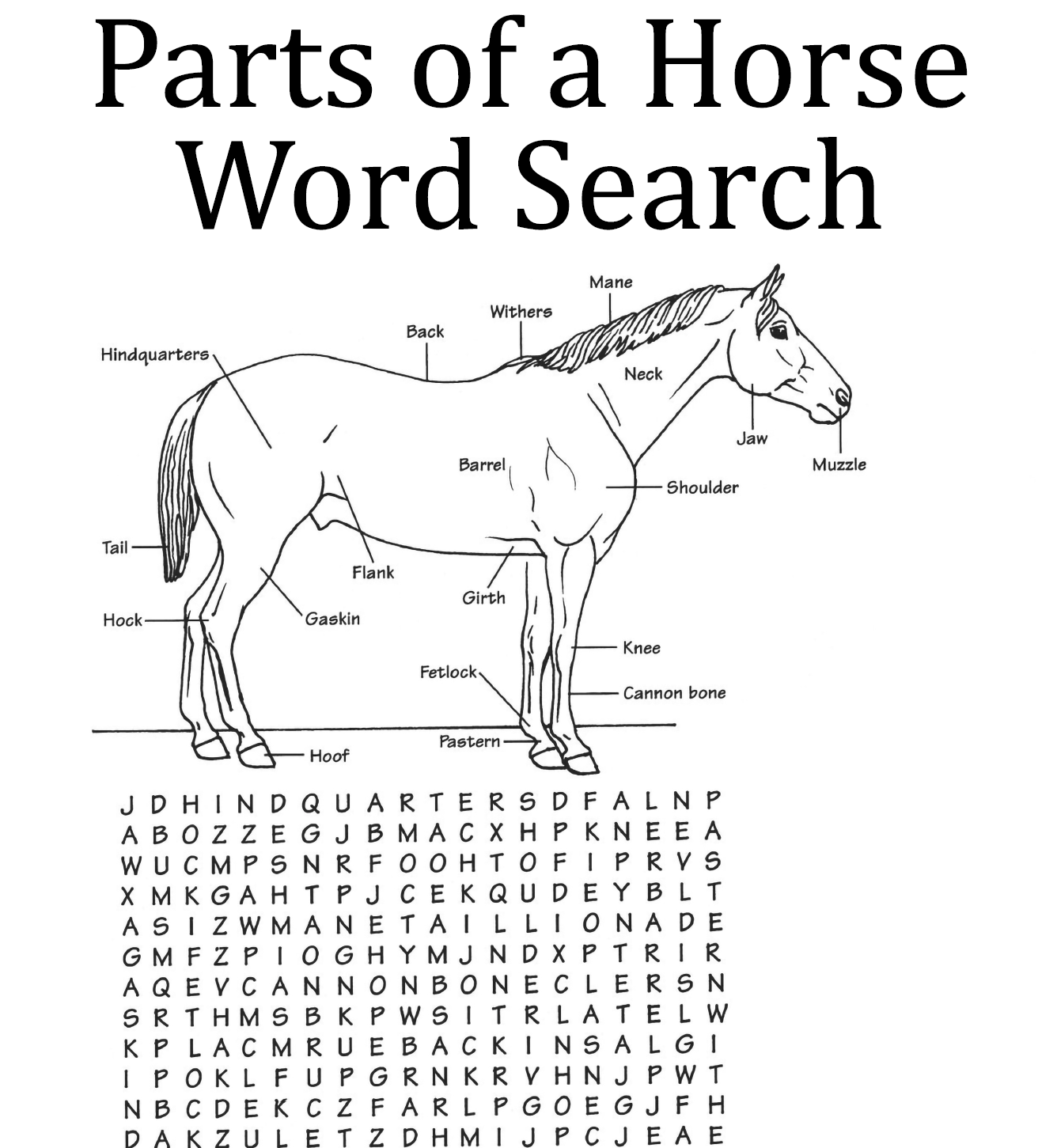 Part of a Horse Word Search