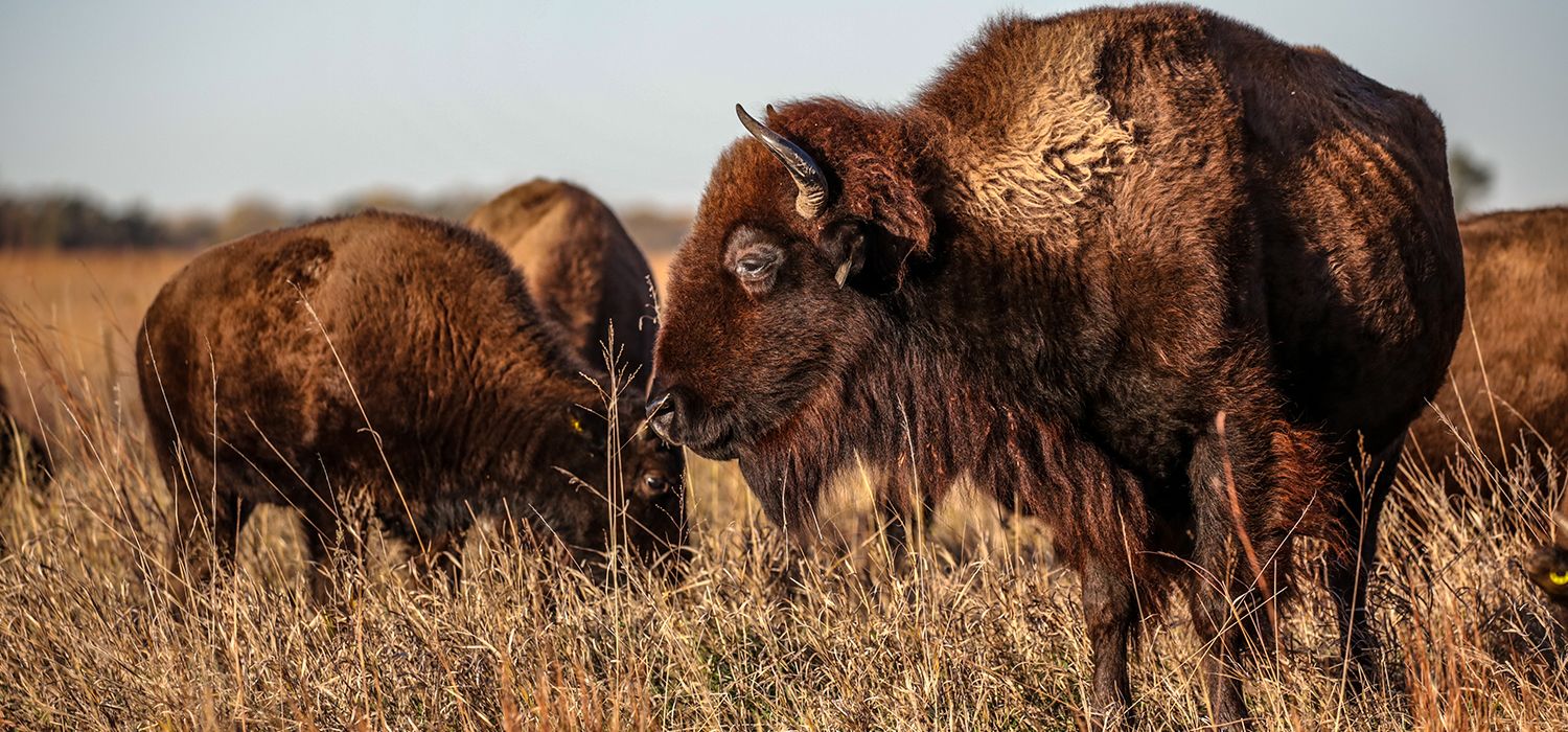 american bison herd