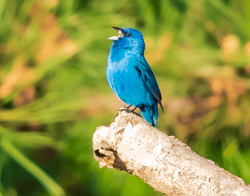 Bright blue Indigo Bunting perches and singing on a branch with blurred autumn foliage in background.