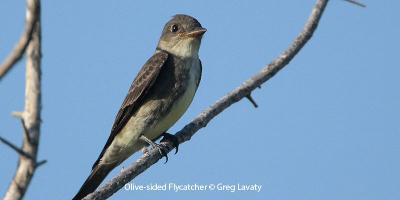 Olive-sided Flycatcher