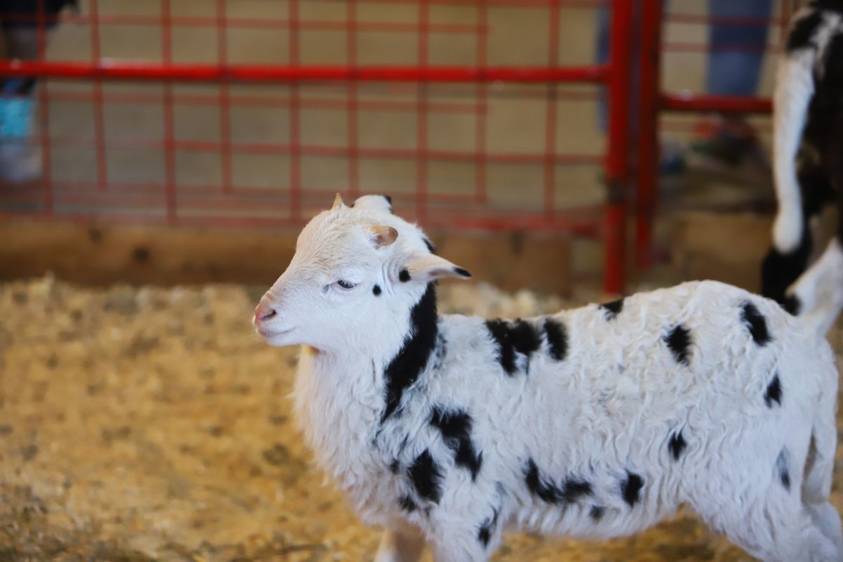 Black and white pygmy goat.
