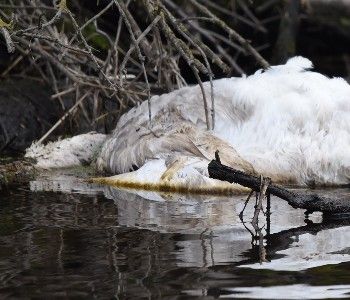 WA hotline to report sick, injured or dead swans
