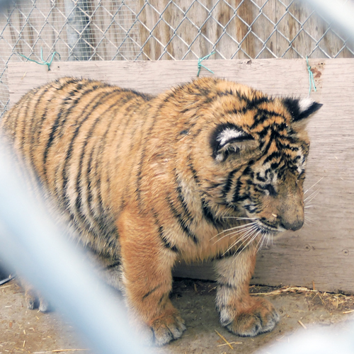 Southwest Wildlife Helps Out With Tiger Cubs