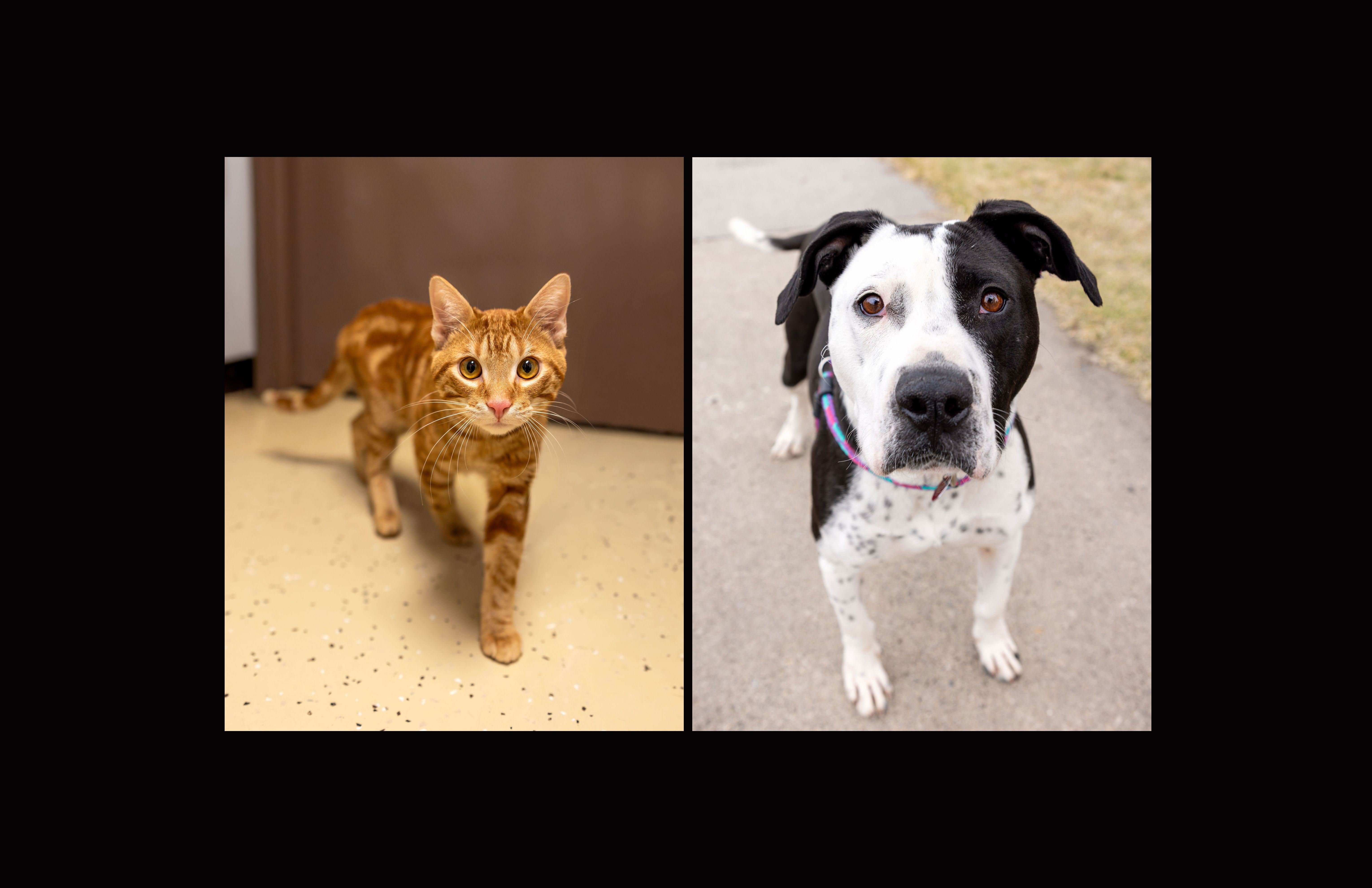 Give a Day of Shelter for Homeless Pets
