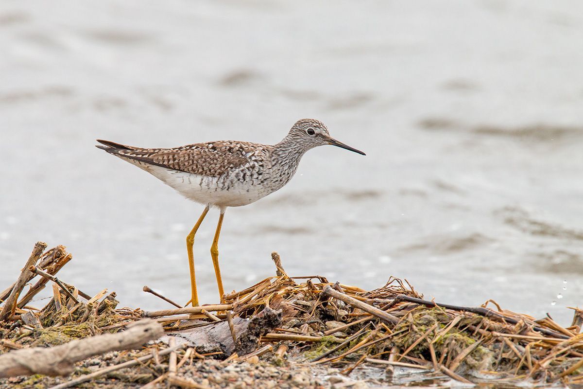 A Lesser Yellowlegs walking along the water's edge with gray-brown water in the background
