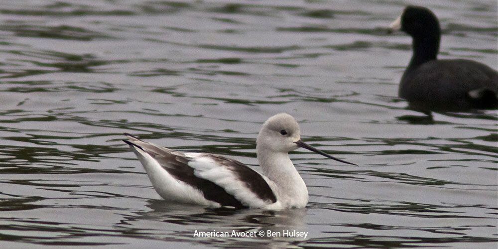 American Avocet