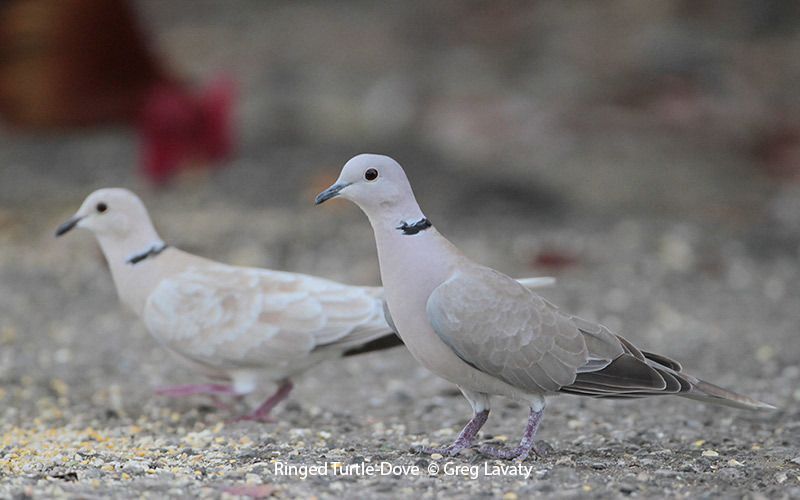 Ringed Turtle-Dove