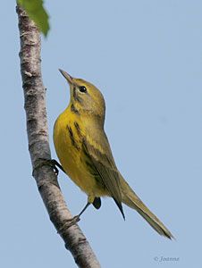 Prairie Warbler