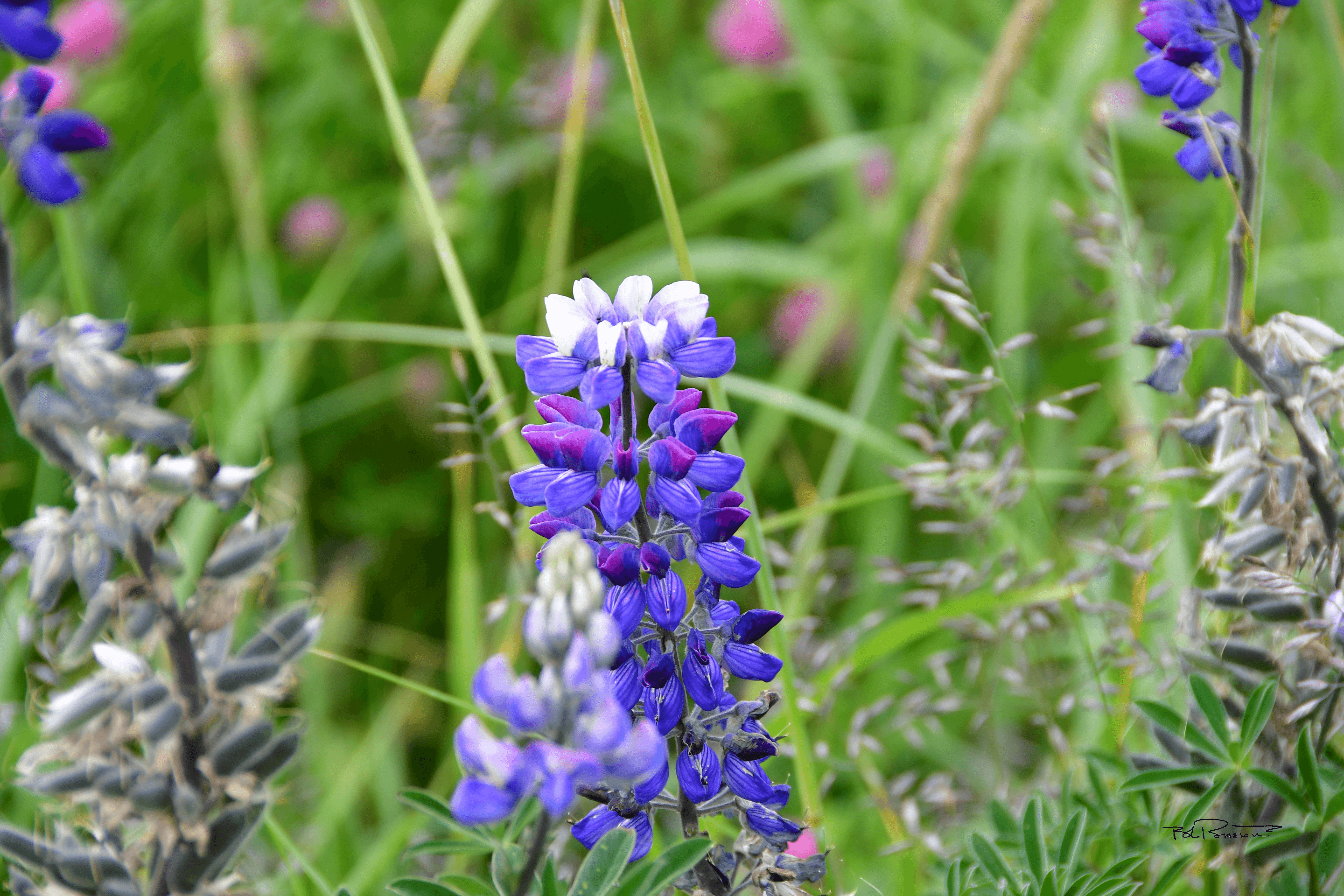 Alaska Lupine