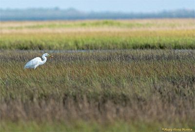 Great Egret at Dos Vacas