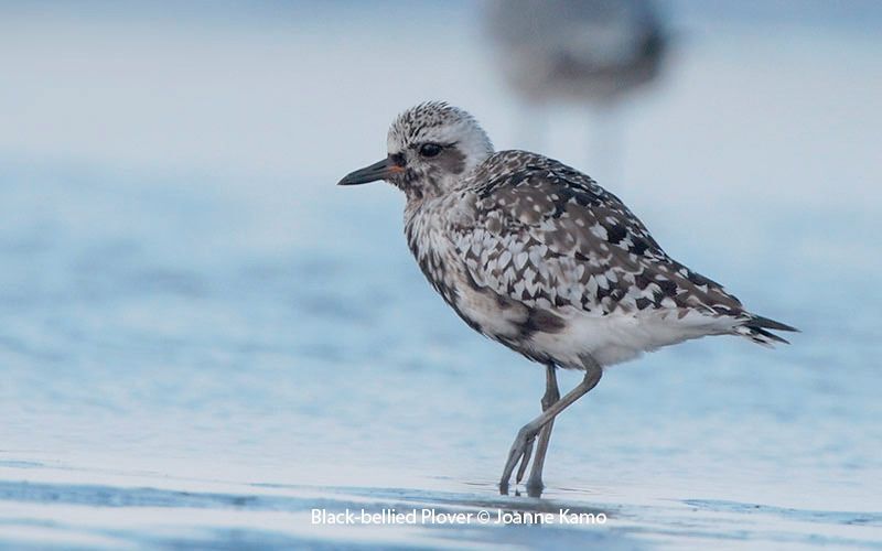 Black-bellied Plover