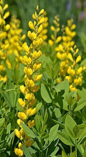 Yellow Wild Indigo