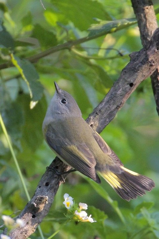 American Redstart (female)