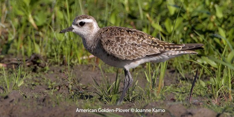 American Golden-Plover