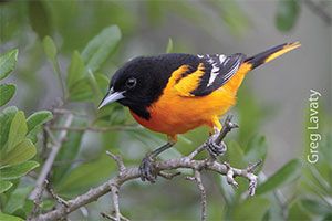 Baltimore Oriole