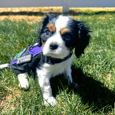 A Future Life-Changing Hearing Service Dog Needs Your Support!