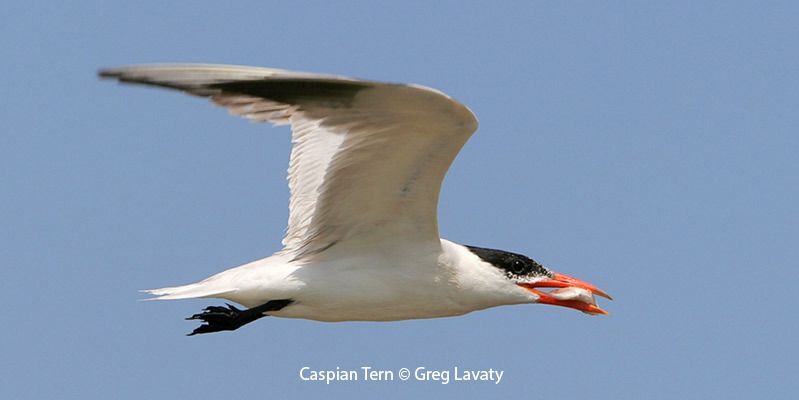 Caspian Tern