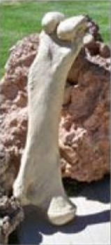 Replica Columbian Mammoth Femur