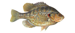 Red Ear Shell Cracker